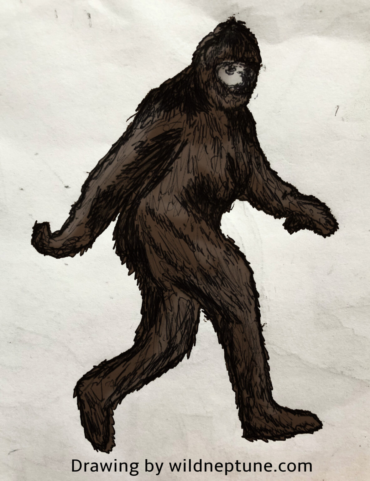 Tableau Encadré Bigfoot - Reproduction Du Film Patterson-Gimlin 352 - Neuf